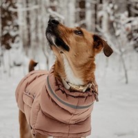 Ropa para Perros Levi, Abrigo Acolchado de Algodón de Dos Patas, Grueso, Cálido, Impermeable y Cortavientos, para Otoño e Invierno, Venta al Por Mayor