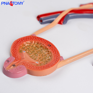 Modèle anatomique du système urinaire humain en PVC, uretère, vessie, urètre, rein - Product Image 3