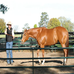 Vente populaire 1-5/8 Horse Corral Foaling Gate Panel 4-Rail avec panneaux remplis soudés - Product Image 3