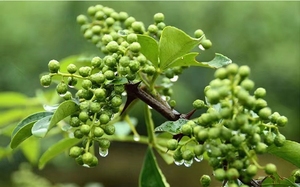 สมุนไพรเครื่องเทศ,เครื่องปรุงสมุนไพร Zanthoxylum Schinifolium <span class=keywords><strong>Szechuan</strong></span> พริกเขียวเสฉวนแห้งอินทรีย์ - Product Image 4