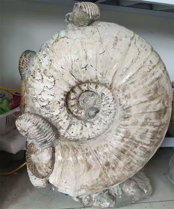 <span class=keywords><strong>Ammonite</strong></span> naturelle <span class=keywords><strong>fossile</strong></span> conque cristal spécimen Madagascar brillant escargot <span class=keywords><strong>fossile</strong></span> minéral à vendre - Product Image 1