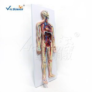 VIC011 Modelo del Sistema Circulatorio Humano, Material Didáctico para la Anatomía de los Órganos Internos y Demostración de Vasos Sanguíneos - Product Image 4