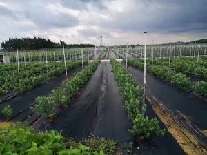<span class=keywords><strong>Malla</strong></span> Antihierbas de HDPE y PP, <span class=keywords><strong>Malla</strong></span> de Cobertura para el Suelo, Rollo de Tela <span class=keywords><strong>Anti</strong></span>-UV para Agricultura, Invernaderos y Jardines - Product Image 6