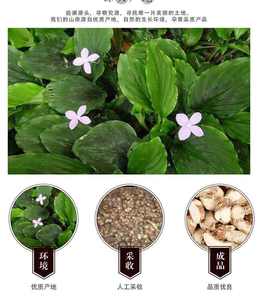 Оптовая продажа, сухой имбирный песок, ломтик имбиря, приправа, специи, натуральный сушеный каэмпферия, галангальный песок, имбирь - Product Image 5