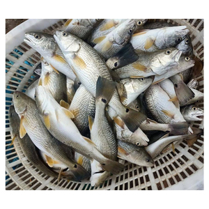 <span class=keywords><strong>Poisson</strong></span> Rouge Congelé en Gros à <span class=keywords><strong>Prix</strong></span> Abordable - <span class=keywords><strong>Prix</strong></span> de Gros pour <span class=keywords><strong>Poisson</strong></span> Rouge Congelé - Product Image 5
