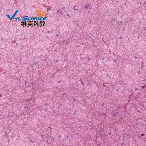 Loose connective tissue slides, tissue and physiological slides, biological sections, high school <b>microscope</b> slides - Product Image 3