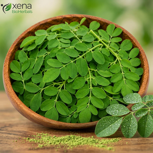 Fabricant d'extrait de Moringa Oleifera, fournisseur en gros de poudre d'extrait de Moringa Oleifera séché - Product Image 1