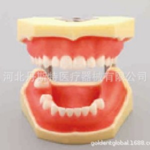 Modèle dentaire Dt M2030 : Dents anatomiques manquantes pour l'enseignement des implants et la science médicale - Product Image 3