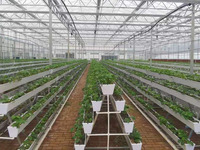 Serre Agricole Commerciale en Verre - Serre Intelligente Multi-Span pour la Culture de Légumes/Fleurs