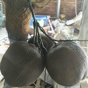 Palmera Artificial Decorativa para Exteriores, Personalizable, con Tronco Curvado, Tipo Coco Real con Hojas de Plátano - Product Image 6