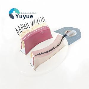 Modèle <span class=keywords><strong>d</strong></span>'anatomie des paupières - Modèle pédagogique du système sensoriel pour l'enseignement et la formation en <span class=keywords><strong>ophtalmologie</strong></span> - Product Image 1