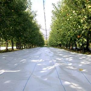 Vente flash : Tapis anti-mauvaises herbes en PP vierge à 100 % / bâche lourde, tissu de paillage pour racines, tapis anti-<span class=keywords><strong>herbe</strong></span> pour arbres - Product Image 2