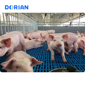 China Stalen Structuur Varkens Pluimvee Bouw Loodsen Voor Varkens - Product Image 2