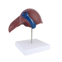 Enseignement médical et outil éducatif Modèle anatomique du foie humain de haute qualité pour l'étude d'anatomie