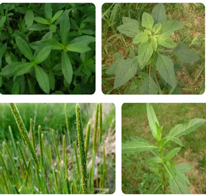 Napropamide 50% WDG Herbicide <span class=keywords><strong>sélectif</strong></span> pré-émergence pour le contrôle des graminées annuelles dans le poivre, le coton, la pastèque et le colza - Product Image 3