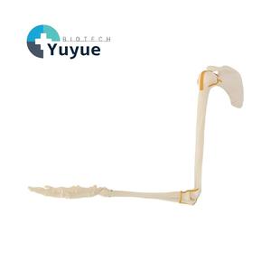 Modelo de Hueso del Extremidad Superior Humana con Escápula, <span class=keywords><strong>Esqueleto</strong></span> Completo del Brazo y <span class=keywords><strong>Mano</strong></span> con Marcas de Ligamentos para Biología de la Estructura del Cuerpo Humano - Product Image 1