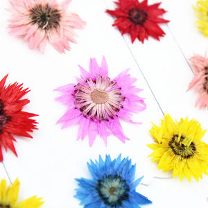 Anaphalis <span class=keywords><strong>Sinica</strong></span> prensada seca Natural de 0,8-1cm para decoración de fundas de teléfono, suministros de Arte de uñas, joyería de resina y decoraciones para álbumes de recortes - Product Image 4