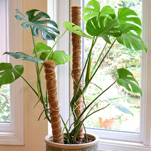 [VENTE CHAUDE] BLUE LOTUS FARM Piquet de soutien pour plantes en fibre de coco écologique, simple, pour plantes grimpantes d'intérieur, fournitures de jardin - Product Image 1
