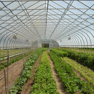 Invernadero Agrícola de Estructura de Acero Galvanizado de un Solo Tramo con Cubierta de Película de Polietileno con Protección UV - Product Image 3