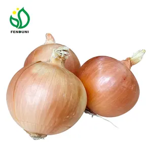 Fresh yellow onion brown onion non peeled onion price 1 kg