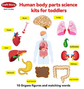 Craftstory Juguetes Educativos Sensoriales para Niños Pequeños, Tablero <span class=keywords><strong>de</strong></span> Fieltro para Enseñar las Partes del Cuerpo, Manualidades <span class=keywords><strong>de</strong></span> Madera, 5-7 Años, Suministros para Guardería - Product Image 4