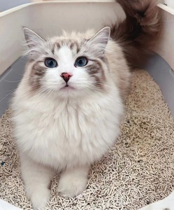 Areia para Gatos Super Aglomerante com Controle de Odores, Perfumada com Lavanda, Chá Verde, Pêssego, Soja e Tofu, em Formato de Tiras, Livre de Poeira e de Alta Qualidade - Product Image 5