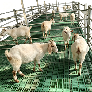 Equipo de Cría de <span class=keywords><strong>Cabras</strong></span> y Ovejas, Piso Duradero para <span class=keywords><strong>Cabras</strong></span> de Material Plástico PP, Mejora el Entorno de Cría - Product Image 1