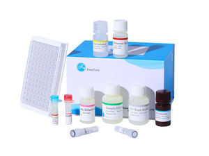 Human pro-BDNF (pro <span class=keywords><strong>Brain</strong></span> <span class=keywords><strong>Derived</strong></span> <span class=keywords><strong>Neurotrophic</strong></span> <span class=keywords><strong>Factor</strong></span>) エリザキット - Product Image 2