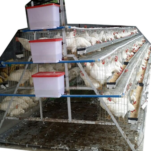 160 chim gà lồng Gà đẻ gà một loại pin lớp trong Kenya Nigeria gia cầm trang trại - Product Image 2