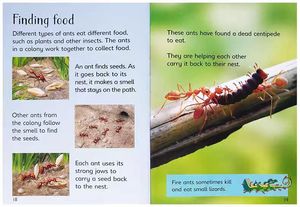 <span class=keywords><strong>10</strong></span> Volúmenes de Libros de Tapa Dura Usborne para Principiantes, Libros de Naturaleza, Libros para Colorear para Niños - Product Image 3