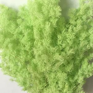 <span class=keywords><strong>Helechos</strong></span> de Helecho Ming Bohemios, <span class=keywords><strong>Helechos</strong></span> Preservados, Ramas Secas Naturales, Ecológicas, Hechas a Mano, para el Día de San Valentín, Año Nuevo Chino, Campamentos y Alojamientos - Product Image 1