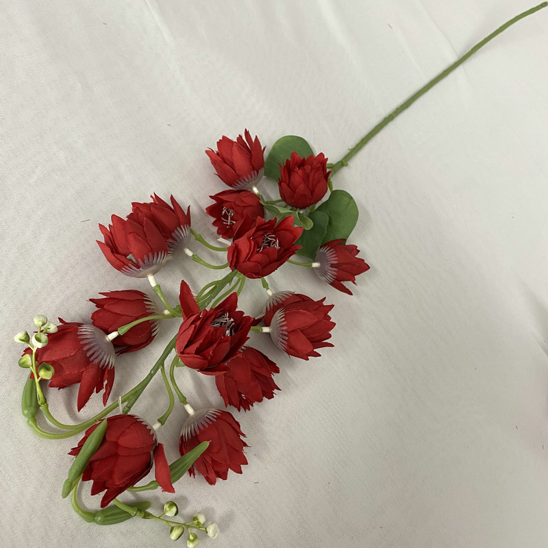 Campanule
