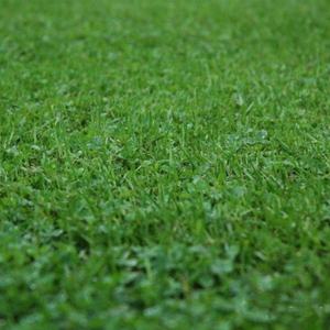 Micro pur <span class=keywords><strong>blanc</strong></span> pelouse herbe trèfle herbe <span class=keywords><strong>jardin</strong></span> truie 150 g sac paquet plante Kit truies pour la plantation ou la suspension pour les jardins domestiques - Product Image 3