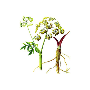 Extrato erva tradicional chinesa Extrato <span class=keywords><strong>Angelica</strong></span> Dahurica Extrato erva <span class=keywords><strong>Angelica</strong></span> Ddahurica - Product Image 3