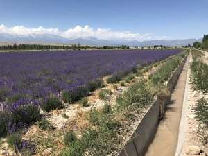 <span class=keywords><strong>Lavande</strong></span> séchés, herbes 100% naturelles, de haute qualité, herbes sèches, thé Yunnan, bon prix, saveur 22 pièces - Product Image 4