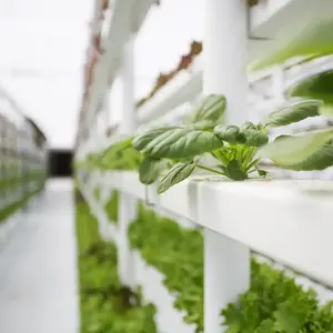 पत्तेदार हरी सब्जियां उगाने के लिए हाइड्रोपोनिक ग्रोइंग सिस्टम पीवीसी एनएफटी चैनल पाइप