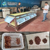 Populaire dadels sorteermachine, Medjool dadels maat kleine sorteermachine en sorteerapparatuur