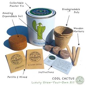 ชุดปลูกต้นไม้แคคตัสและไม้อวบน้ำ ตกแต่งบ้านง่ายๆ ด้วยดีไซน์ใหม่ สำหรับวางบนโต๊ะทำงานหรือในครัว พร้อมดินปลูก-ของขวัญที่สมบูรณ์แบบสำหรับ - Product Image 2