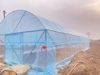 Goedkope commerciële enkelspannings-landbouwkas met verzinkt stalen frame