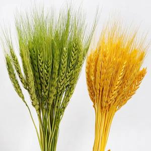Haute qualité fleur naturelle séchée <span class=keywords><strong>orge</strong></span> fleur <span class=keywords><strong>blé</strong></span> <span class=keywords><strong>d</strong></span>écoration Bouquet Arrangement séché oreille <span class=keywords><strong>de</strong></span> <span class=keywords><strong>blé</strong></span> - Product Image 3