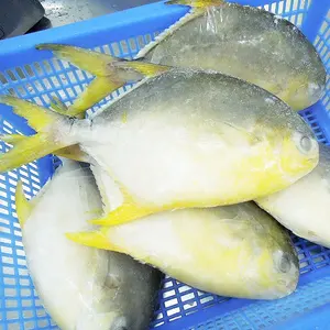 Farm Raised IQF IWP Frozen Golden Pompano /Pomfret Fish On Sale