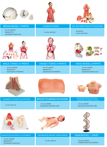 <span class=keywords><strong>DNA</strong></span> 모델 1 부품 LM2032 교육용 모델 - Product Image 3
