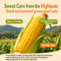 3-OEM Jagung Manis Highland Non-GMO Siap Makan Camilan Buah & Sayuran Lembut Bernutrisi Kemasan Besar