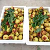 Verse Winter Jujube Leverancier