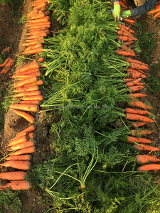 Carottes fraîches biologiques de Chine, légumes surgelés exportés, y compris des bandes de carottes en vrac de Chine - Product Image 2