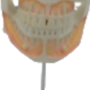 Modelo de Enseñanza Médica ADA-A530, Tamaño Real, 2 Partes, Anatomía Humana de PVC para Estudiantes de Odontología, Hecho en Shanghái - Product Image 4