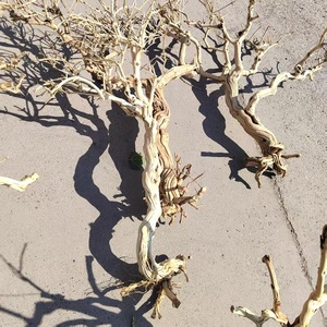 Bonsaï de sauge sclarée sans écorce, branches en forme d'arbre, tronc décoratif, branches, bois mort, racine de bonsaï, tronc torsadé, multi-tiges - Product Image 3