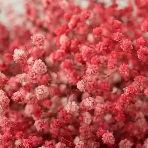 Mayorista de fábrica Flores de aliento de bebé preservadas Flores de Gypsophila para la decoración del hogar y la boda - Product Image 5
