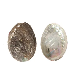 CELION Wholesale Natural Crafts Abalone Shell Smudging Sage Holder China Sea Unpolished Abalone Shell