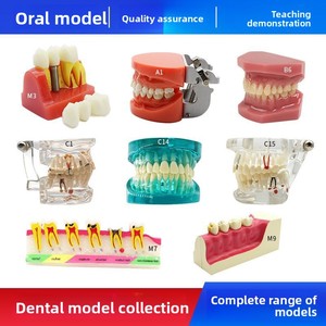 Modelo de Enseñanza Dental para la Comunicación Médico-Paciente, Restauración de Implantes Dentales <span class=keywords><strong>Removibles</strong></span>, Uso Clase I - Product Image 2